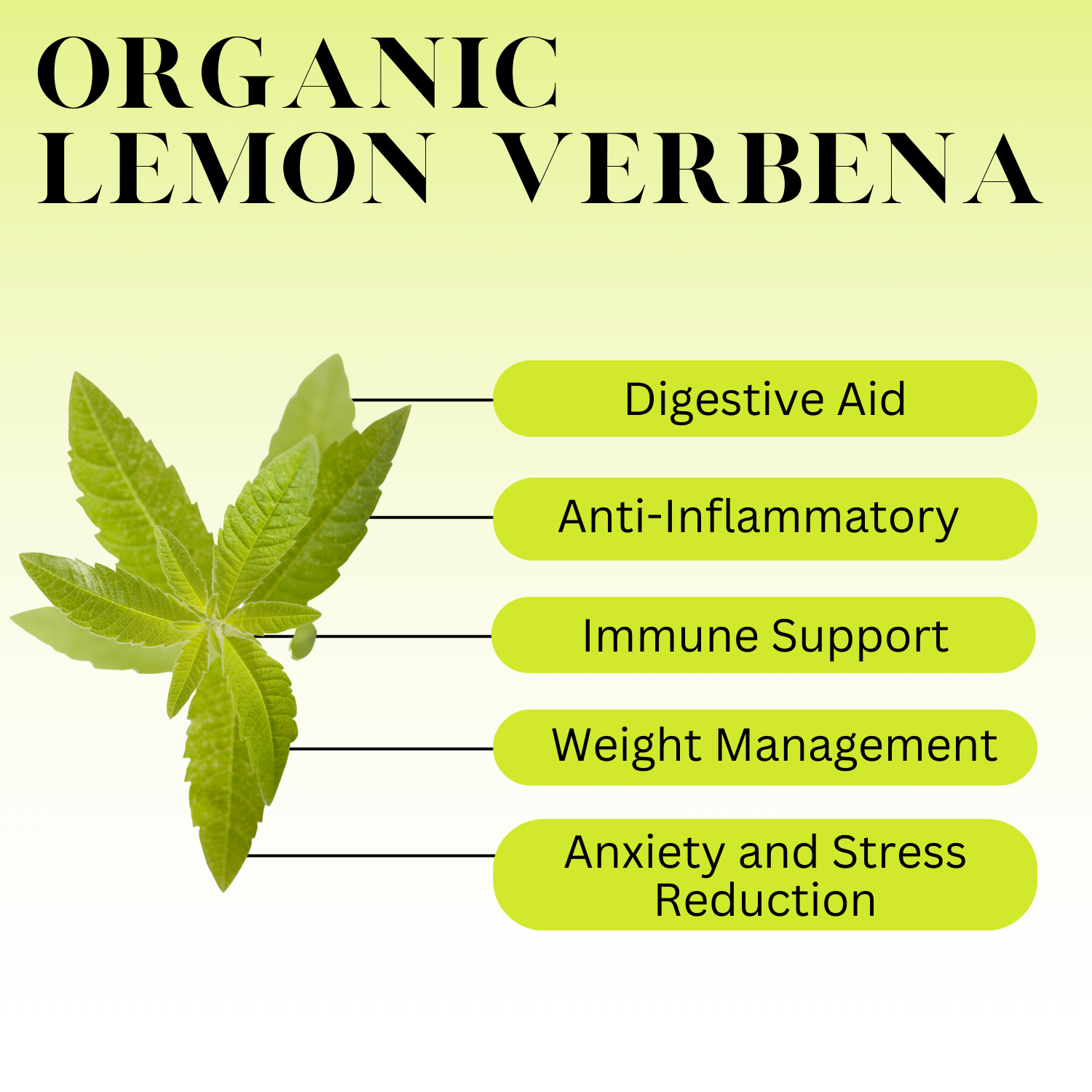 An infographic description for Organic Lemon Verbena.