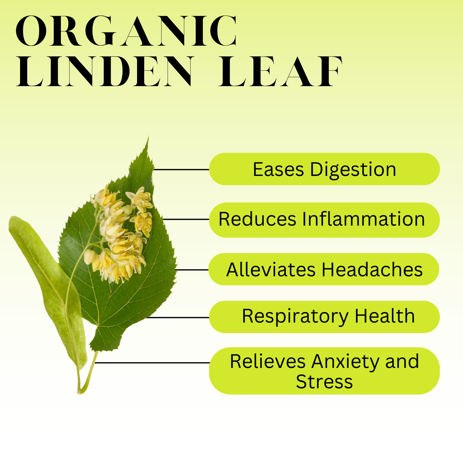 An infographic description for Organic Linden Leaf.
