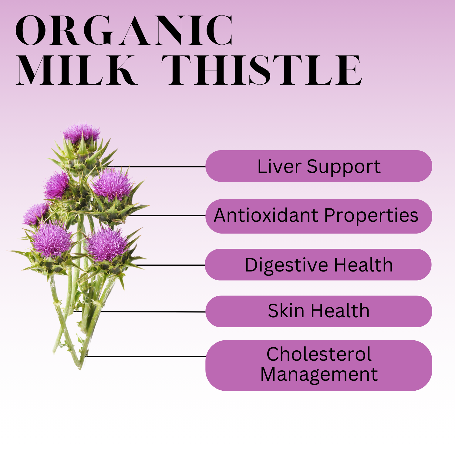 An infographic description for Organic Milk Thistle.