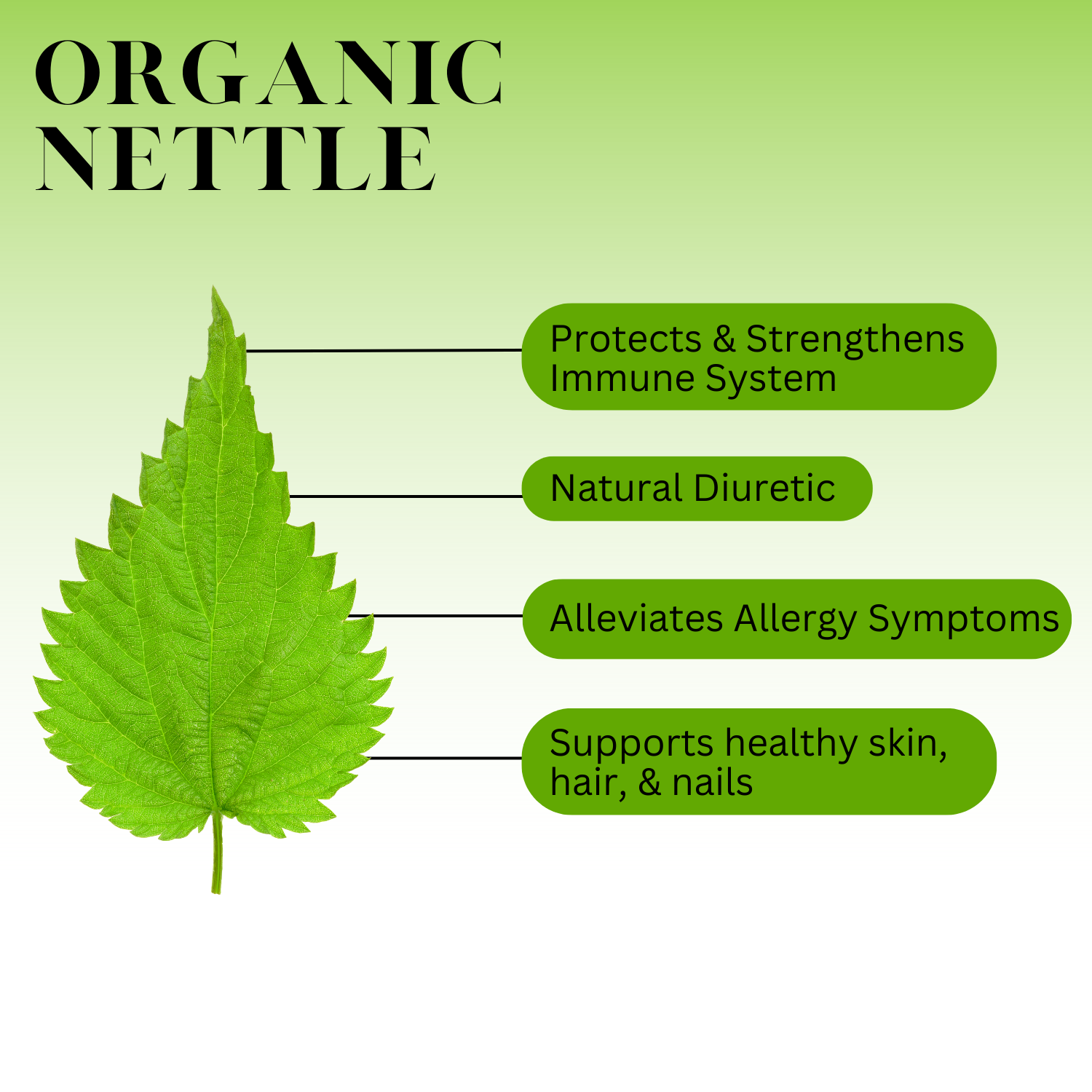 A graphic for Oragnic Nettle with these words: Protects & strengthens immune system, Natural diuretic, Alleviates Allergy Symptoms, Supports healthy skin, hair, & nails. 