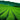 Oolong tea plantation with rolling hills in the background