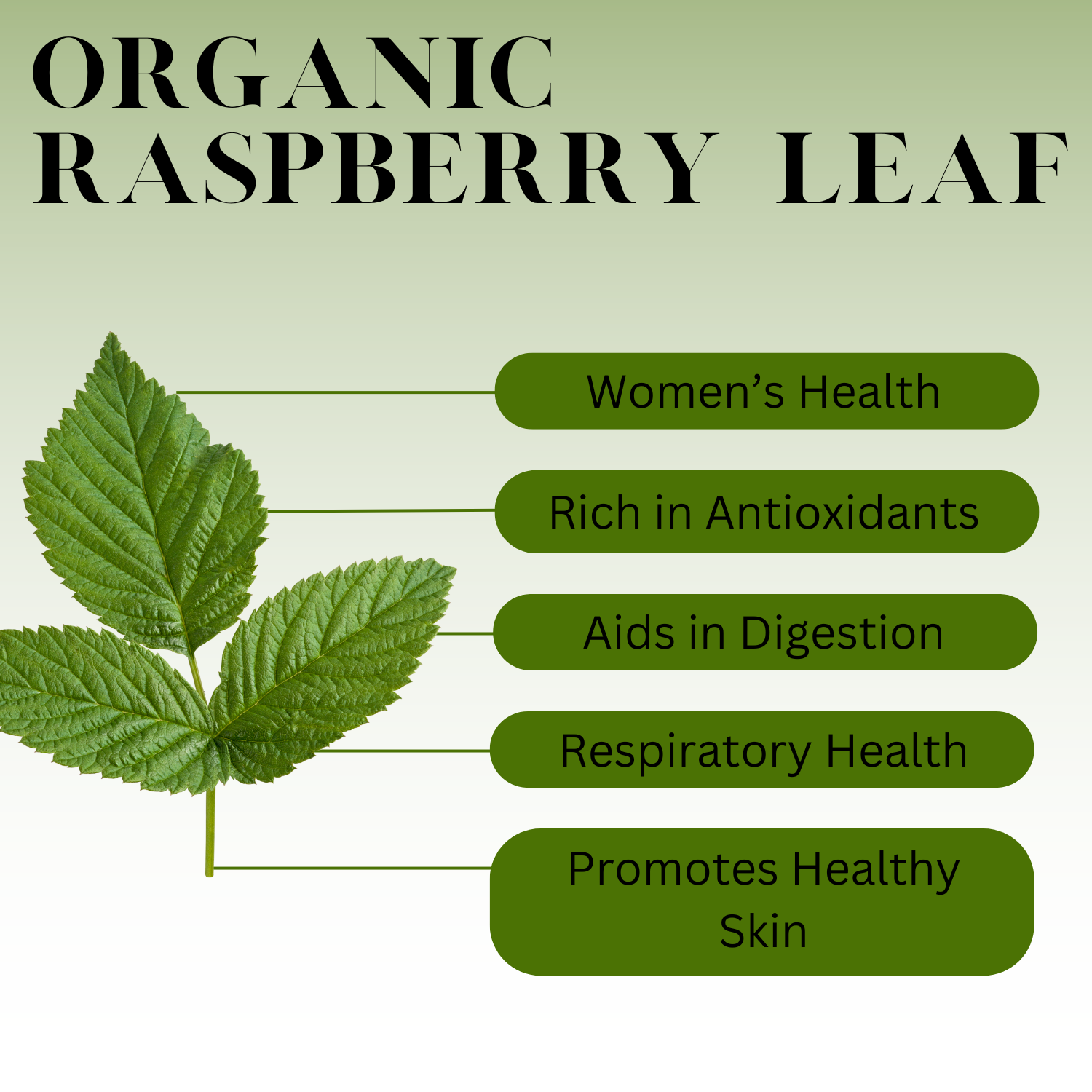 An Infographic description for Organic Raspberry Leaf.