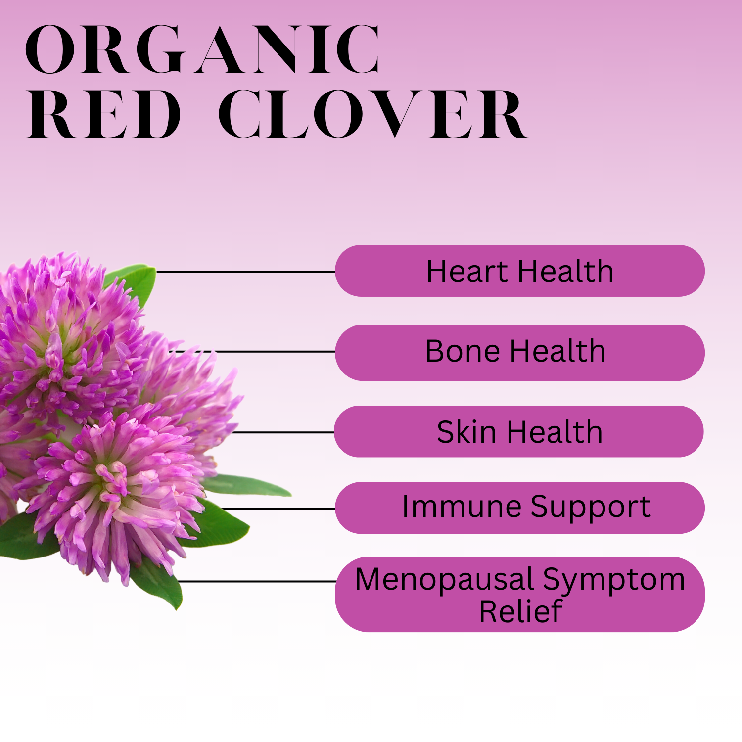 An infographic description for Organic Red Clover.