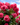Vibrant pink roses in full bloom against a blue sky and green foliage.