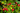 Rose hips on a green bush with a blurred background