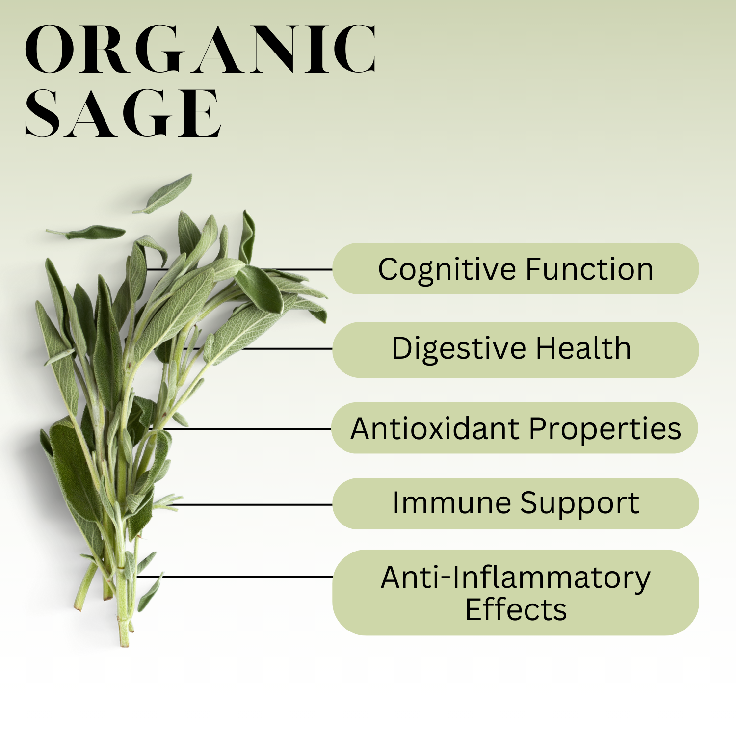 An infographic description for Organic Sage.