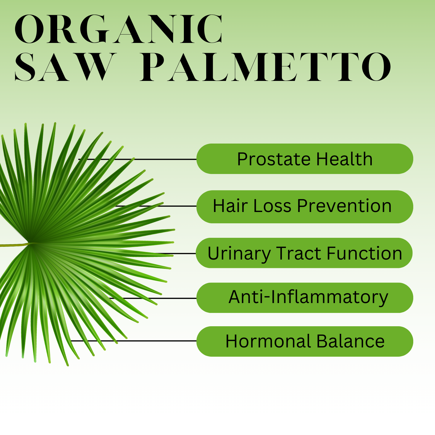An infographic description for Organic Saw Palmetto.