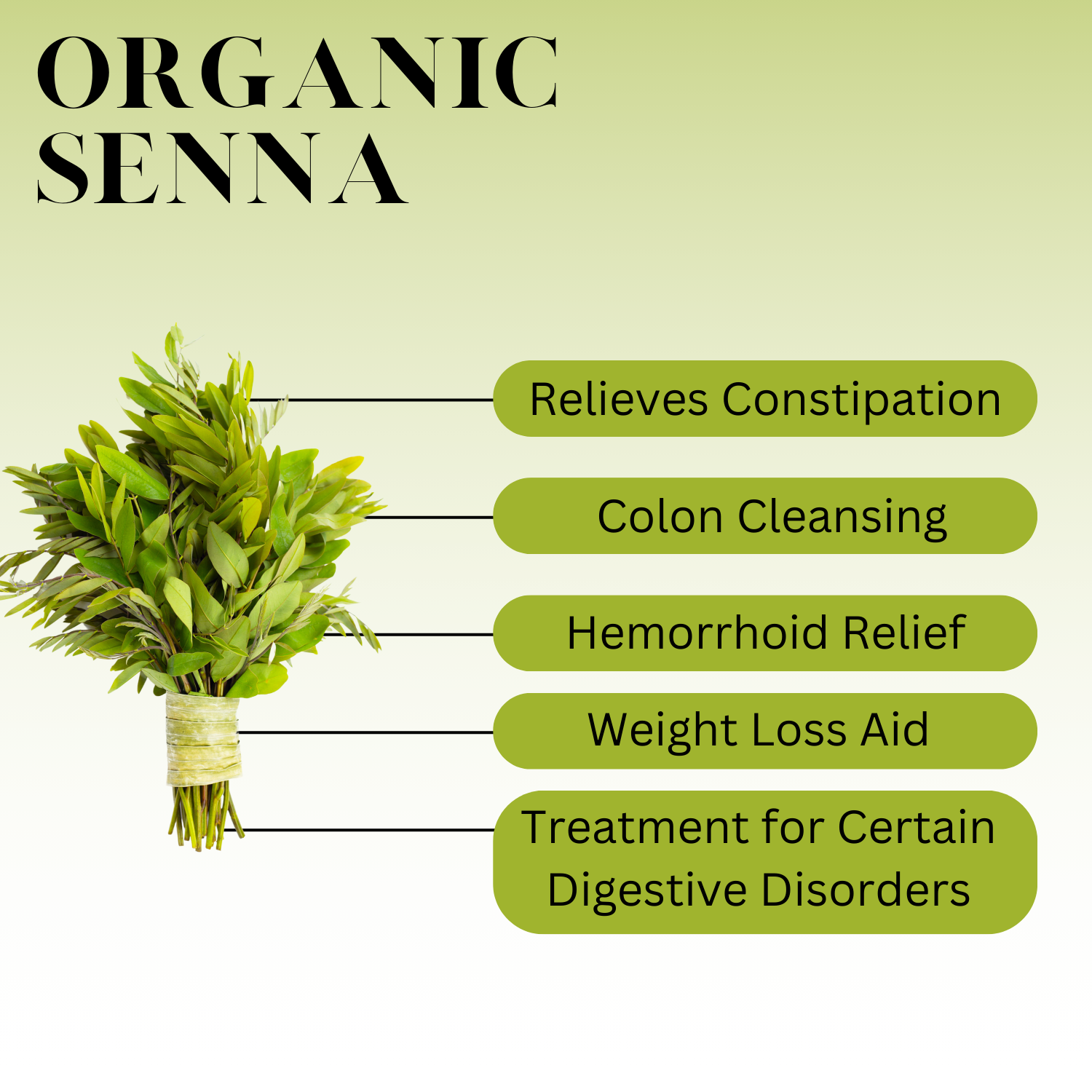 An infographic for Organic Senna which reads: Relieves Constipation, Colon Cleansing, Hemorrhoid Relief, Weight Loss Aid, Treatment for Certain Digestive Disorders 