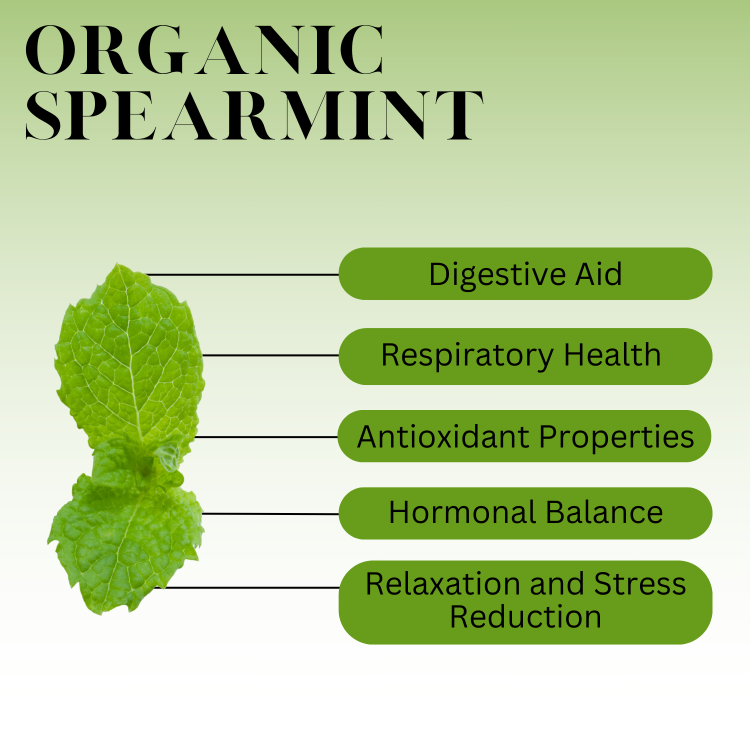 Infographic titled “Organic Spearmint” showing a green spearmint leaf on the left with labeled health benefits on the right, including digestive aid, respiratory health, antioxidant properties, hormonal balance, and relaxation and stress reduction.