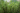 Close-up of a thyme plant with a blurred background