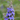 Close-up of a blooming vitex plant with clusters of small purple flowers and developing vitex berries against a soft green background.