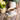 A cup of Organic Wild Lettuce Tea in a white teacup and saucer, placed beside a small bowl of loose leaf tea with a wooden Full Leaf Tea Co. spoon, surrounded by potted plants on a rustic wooden table.