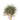 Wooden spoon of Organic Wormwood on a white background.