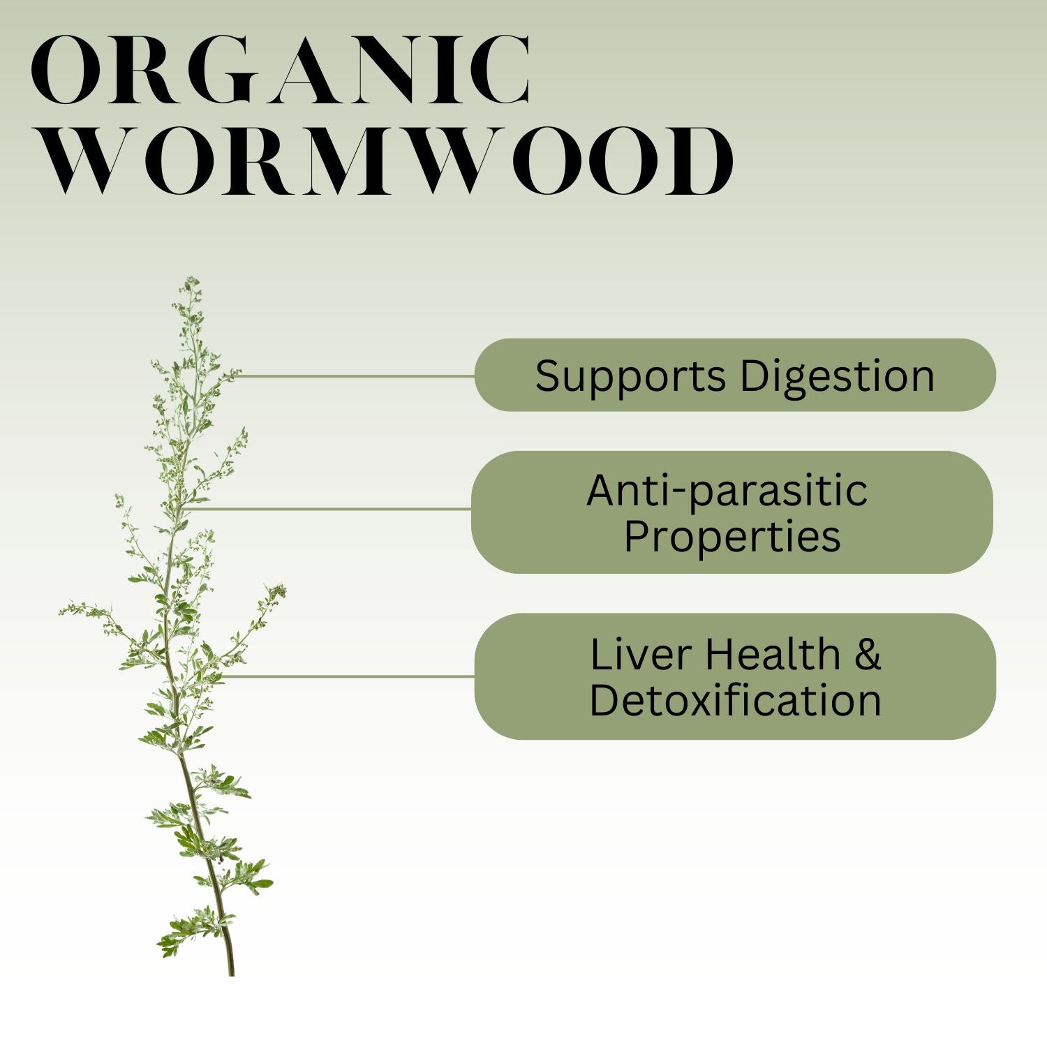 An Infographic description for Organic Wormwood.